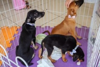 Cães e gatos ganham novos lares na Feira de Adoção de Cabo Frio. Adoções continuam