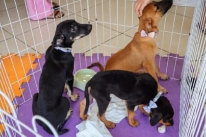 Cães e gatos ganham novos lares na Feira de Adoção de Cabo Frio. Adoções continuam