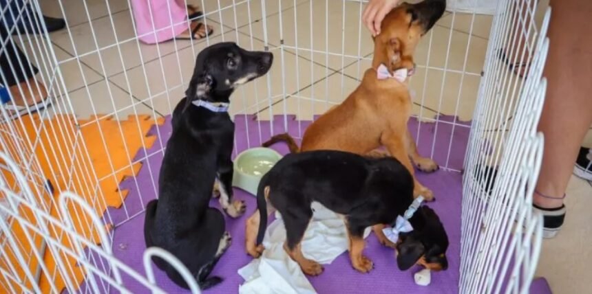 Cães e gatos ganham novos lares na Feira de Adoção de Cabo Frio. Adoções continuam