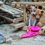 Tribunal decide: invadir casa para resgatar cão maltratado não é crime