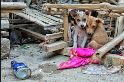 Tribunal decide: invadir casa para resgatar cão maltratado não é crime