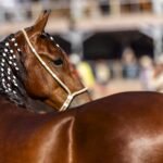 Araruama vira capital do Mangalarga Marchador com a 41ª Expo Especializada