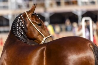 Araruama vira capital do Mangalarga Marchador com a 41ª Expo Especializada