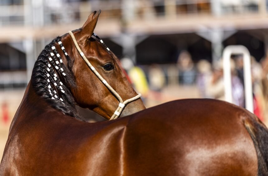 Araruama vira capital do Mangalarga Marchador com a 41ª Expo Especializada