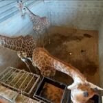 Tráfico de girafas: Justiça condena, mas ninguém vai preso