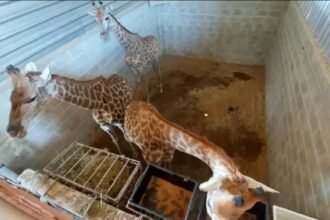 Tráfico de girafas: Justiça condena, mas ninguém vai preso