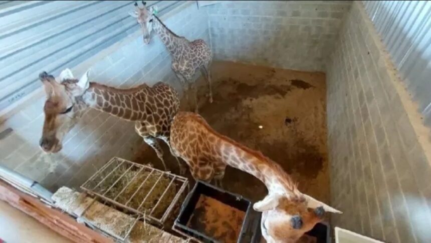 Tráfico de girafas: Justiça condena, mas ninguém vai preso