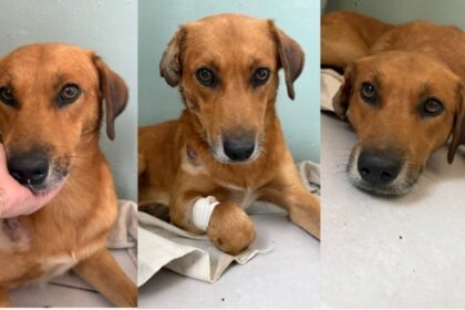 Barbárie segue impune: tiro ao alvo em cão comunitário deixa animal agonizando no RS