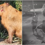 Capivara torturada no Rio põe à prova nova lei contra maus-tratos - será que vai pegar?