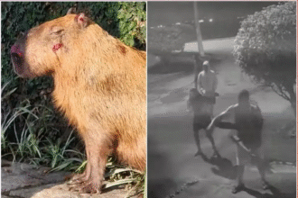 Capivara torturada no Rio põe à prova nova lei contra maus-tratos - será que vai pegar?