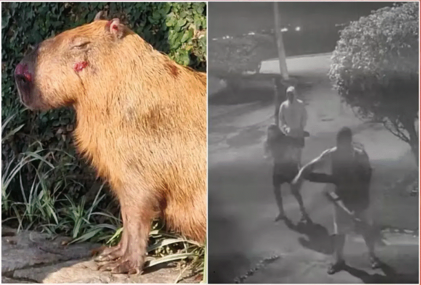 Capivara torturada no Rio põe à prova nova lei contra maus-tratos - será que vai pegar?