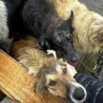 Lei que obriga resgate de animais em desastres no Brasil entra em vigor