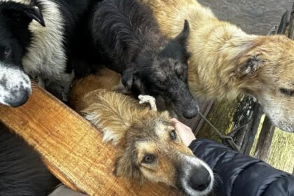 Lei que obriga resgate de animais em desastres no Brasil entra em vigor