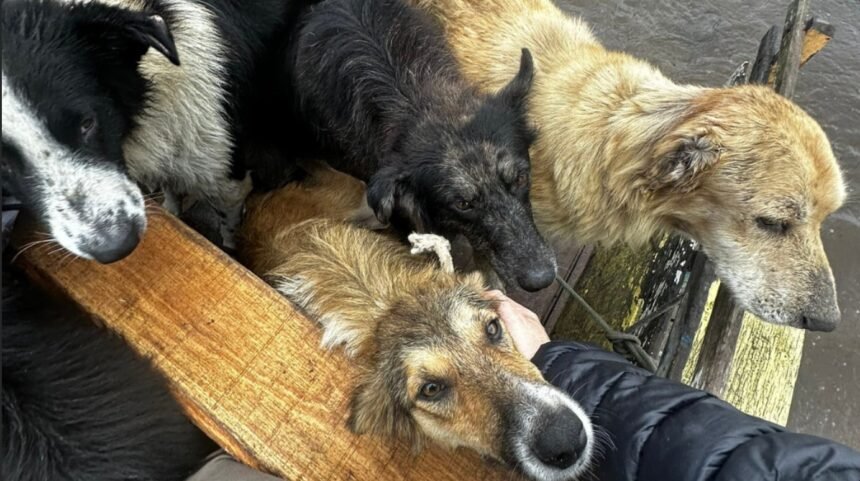 Lei que obriga resgate de animais em desastres no Brasil entra em vigor