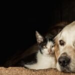 Câmara dos pode ganhar Bancada de Defesa dos Animais