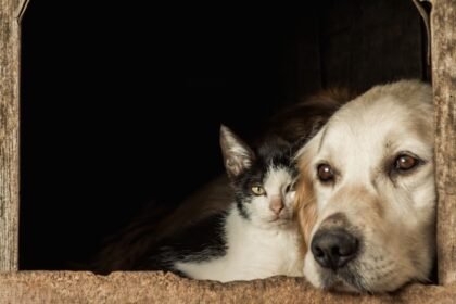 Câmara dos pode ganhar Bancada de Defesa dos Animais