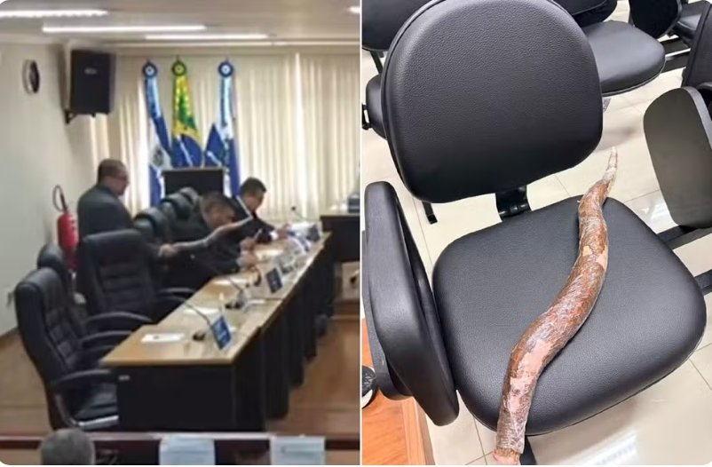 Vereador saca mandioca gigante após ter microfone cortado