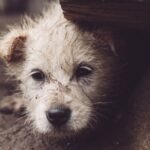 Falta de políticas públicas agrava abandono animal no Brasil