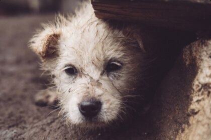 Falta de políticas públicas agrava abandono animal no Brasil