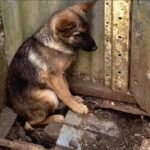 Rio pode ganhar 'canal direto' contra maus-tratos aos animais