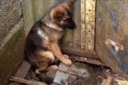 Rio pode ganhar 'canal direto' contra maus-tratos aos animais