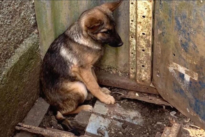 Rio pode ganhar 'canal direto' contra maus-tratos aos animais