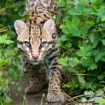 Jaguatirica em ação: câmera do Inea flagra cena rara no Sul do Rio; veja vídeo