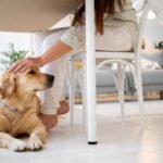 LEI MARIA DA PENHA PODE VALER PARA PETS