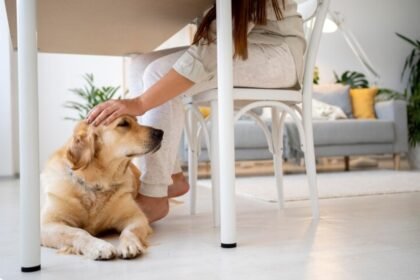 LEI MARIA DA PENHA PODE VALER PARA PETS