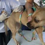 Itaguaí aplica vacina antirrábica em pets nos bairros Chaperó e Parque Primavera