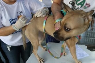 Itaguaí aplica vacina antirrábica em pets nos bairros Chaperó e Parque Primavera