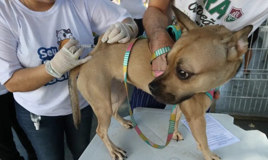 Itaguaí aplica vacina antirrábica em pets nos bairros Chaperó e Parque Primavera