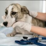 Vem aí o ‘VALE-PET’: empresas poderão pagar plano de saúde para animais de funcionários
