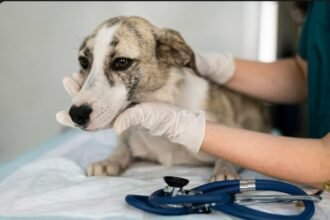 Vem aí o ‘VALE-PET’: empresas poderão pagar plano de saúde para animais de funcionários