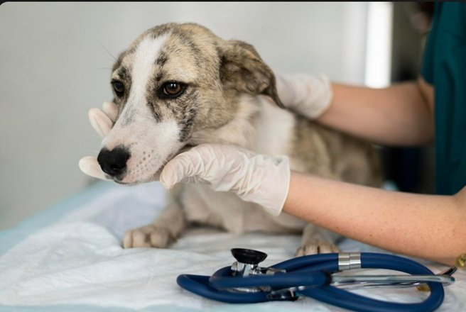 Vem aí o ‘VALE-PET’: empresas poderão pagar plano de saúde para animais de funcionários