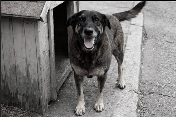 CÃO ORELHA: CASO ARQUIVADO - Justiça descarta agressão e conclui que cão era doente