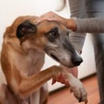 Estado do Rio pode ganhar delegacia exclusiva para proteger animais