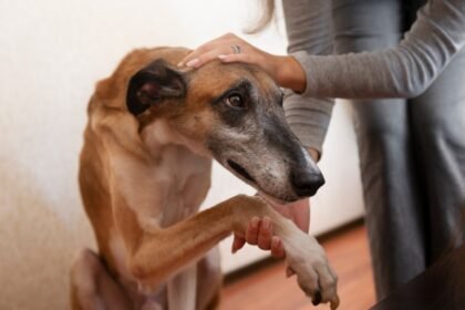 Estado do Rio pode ganhar delegacia exclusiva para proteger animais