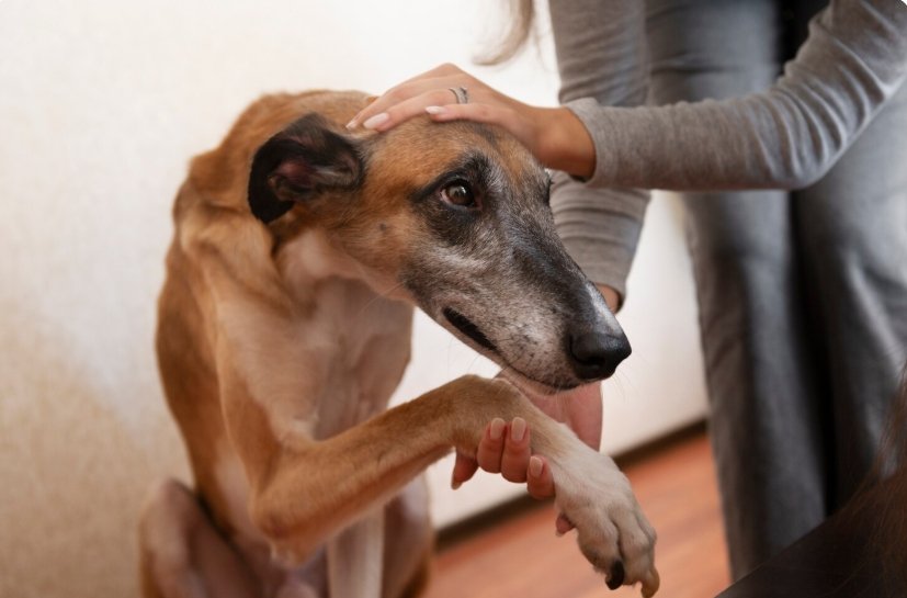 Estado do Rio pode ganhar delegacia exclusiva para proteger animais