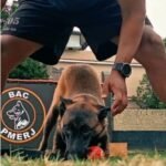 Heróis de farda e quatro patas agora buscam novo lar