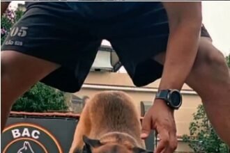 Heróis de farda e quatro patas agora buscam novo lar