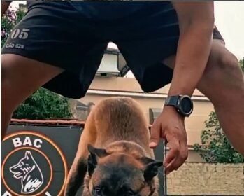 Heróis de farda e quatro patas agora buscam novo lar