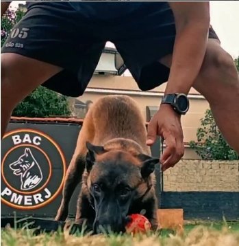 Heróis de farda e quatro patas agora buscam novo lar