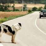 Monstros ao volante: Câmara vota nesta semana cassação da CNH para quem abandona animais
