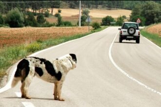 Monstros ao volante: Câmara vota nesta semana cassação da CNH para quem abandona animais