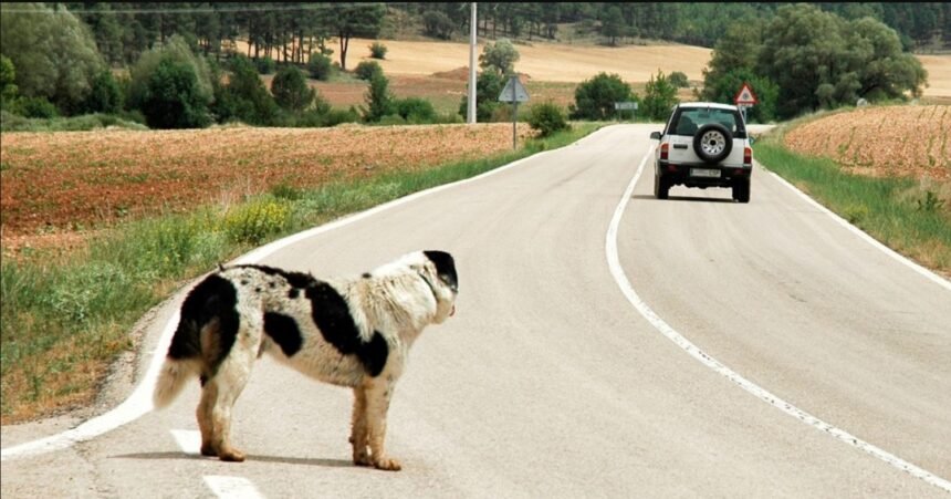 Monstros ao volante: Câmara vota nesta semana cassação da CNH para quem abandona animais