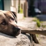 Fundo para proteger animais na cidade do Rio tem só R$ 380 e MPRJ vai à Justiça contra a Prefeitura