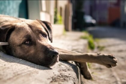 Fundo para proteger animais na cidade do Rio tem só R$ 380 e MPRJ vai à Justiça contra a Prefeitura