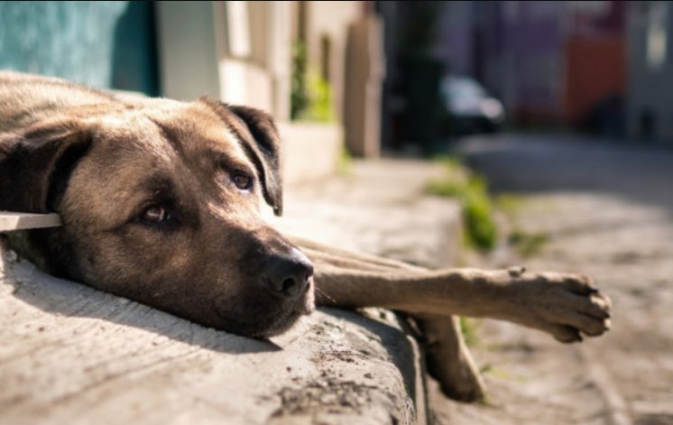 Fundo para proteger animais na cidade do Rio tem só R$ 380 e MPRJ vai à Justiça contra a Prefeitura