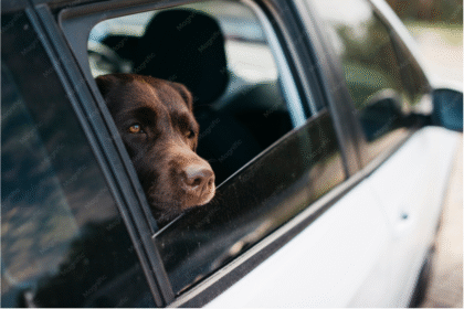 Abandonou animal na estrada? Pode ficar sem CNH — projeto é aprovado na Câmara e vai ao Senado